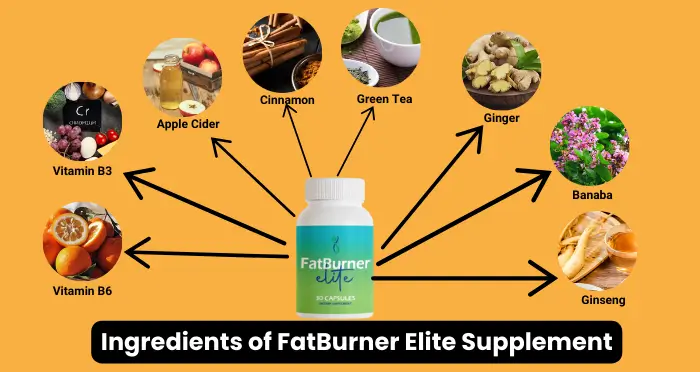 Ingredients of FatBurner Elite Supplement